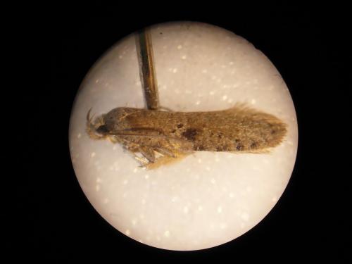 Agonopterix sp.
